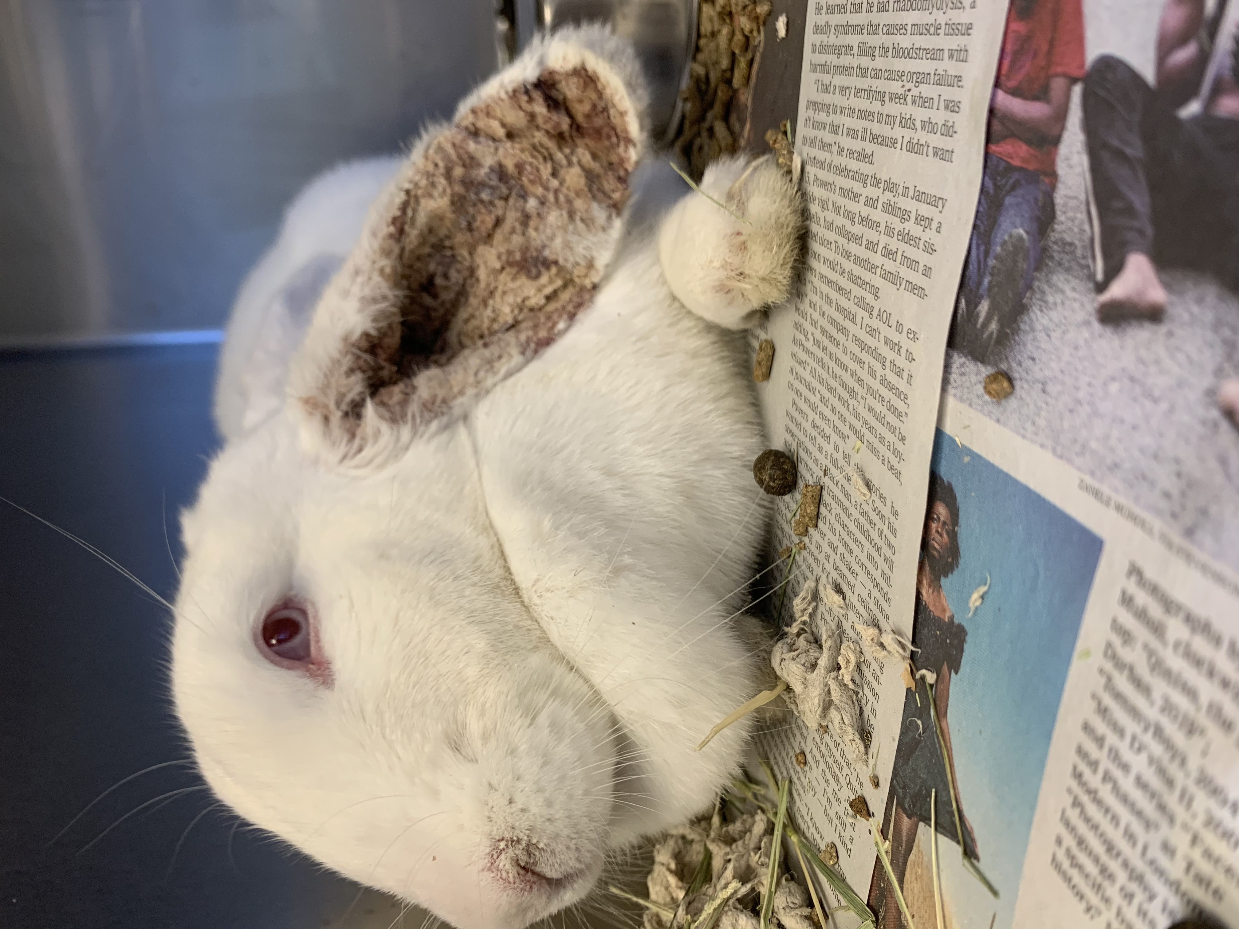 Pennsylvania SPCA rescues 47 rabbits from Lancaster County property